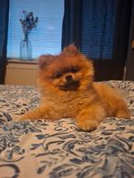 Liefdevol huis gezocht voor OLLIE!, Reu, 1 tot 2 jaar, Eén hond, Nederland