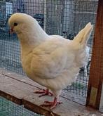 Kingduiven, Dieren en Toebehoren, Vogels | Duiven, Meerdere dieren, Overige soorten