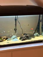 L600 pleco, Ophalen of Verzenden, Zo goed als nieuw