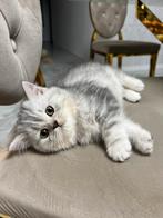 Britse Korthaar kitten, Dieren en Toebehoren, Katten en Kittens | Raskatten | Langhaar, Kater, Ontwormd