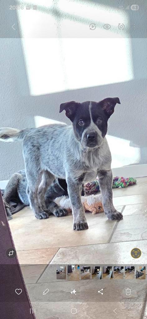 Australian cattle dog pup, Dieren en Toebehoren, Honden | Herdershonden en Veedrijvers, Reu, Overige rassen, Particulier, Eén hond