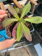 Grote kaardebol - inheemse vaste planten, bio zaad/ potgrond, Tuin en Terras, Volle zon, Tweejarig, Zomer, Ophalen