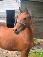Mooie superfijne New Forest D 2,5j merrie v Julian, Dieren en Toebehoren, Pony's, Merrie, Dressuurpony, 0 tot 2 jaar, Onbeleerd