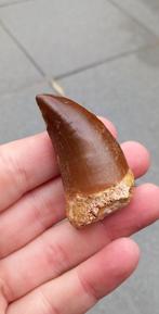 Mosasaurus tand uit Marokko dinosaurus fossiel Jurassic Park, Verzamelen, Mineralen en Fossielen, Ophalen of Verzenden, Fossiel