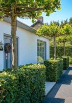 Groene beuk 100 x 175/200cm, Ophalen of Verzenden, Overige soorten, Volle zon