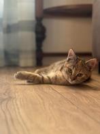 Sinterklaaskadootje? 2 Prachtige Europese korthaar kittens, Poes, Kortharig, 0 tot 2 jaar