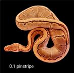 0.1 pinstripe koningspython (python regius), Dieren en Toebehoren, Reptielen en Amfibieën, Slang, 0 tot 2 jaar, Tam