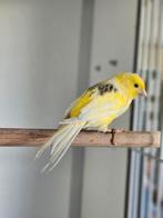 Gordon Bleu zoekt een huisje! (kanarie), Vrouwelijk, Kleurkanarie