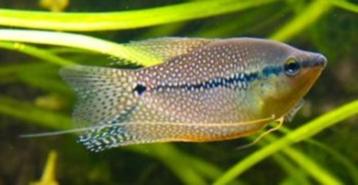 Diamant gourami - Trichopodus Leeri beschikbaar voor biedingen