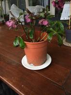 Rode helleboris, Ophalen of Verzenden