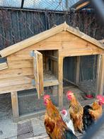 Chabot haantjes, Dieren en Toebehoren, Ophalen, Zo goed als nieuw
