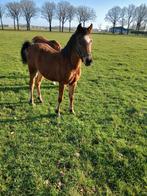 Welsh hengstveulen, Dieren en Toebehoren, Hengst, Niet van toepassing, C pony (1.27m tot 1.37m), 0 tot 2 jaar