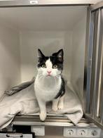 Lieve Yebo zoekt een nieuw huisje, Dieren en Toebehoren, Katten en Kittens | Overige Katten, Kater, Kortharig, 0 tot 2 jaar