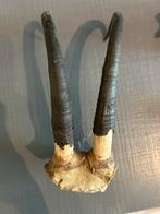 Geitenhoorns - Antiek Decoratief Stuk, Ophalen of Verzenden