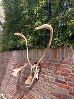 Schedel rendier Xxxl gewei opgezette taxidermy kariboe kerst, Verzamelen, Dierenverzamelingen, Ophalen, Hert, Schedel