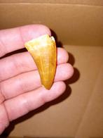 Mosasaurus tand, Verzamelen, Mineralen en Fossielen, Ophalen of Verzenden, Fossiel