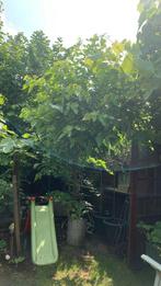 Moerbeiboom, Ophalen, Lente