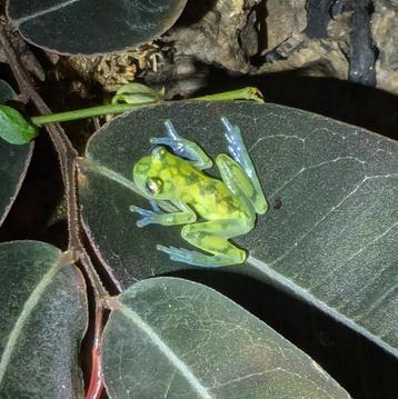 0.3.0 Hyalinobatrachium valerioi glaskikkers beschikbaar voor biedingen