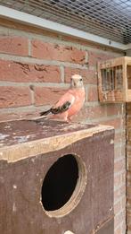 Mooie jonge Opaline  Bourkes pop(geringd), Dieren en Toebehoren, Vogels | Parkieten en Papegaaien, Vrouwelijk, Parkiet, Geringd