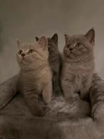 Britse korthaar kittens, Dieren en Toebehoren, Poes