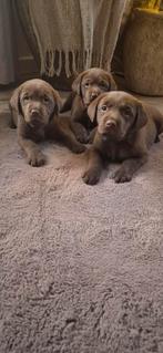 Raszuivere Bruine Labrador pups, Dieren en Toebehoren, Rabiës (hondsdolheid), Reu, 8 tot 15 weken, Labrador retriever