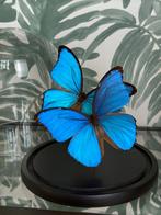 Vlinders in stolp - Morpho Didus (Giant Blue Morpho), Jill@thegreenstones.nl, Nieuw, X, Thegreenstones