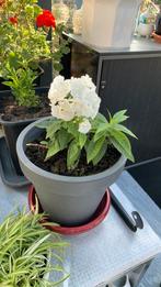 Vaste tuin plant met pot €8, Tuin en Terras, Planten | Tuinplanten, Ophalen, Bloeit niet, Overige soorten, Halfschaduw
