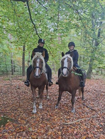 Super lieve schwarzwalder fuchs merrie beschikbaar voor biedingen
