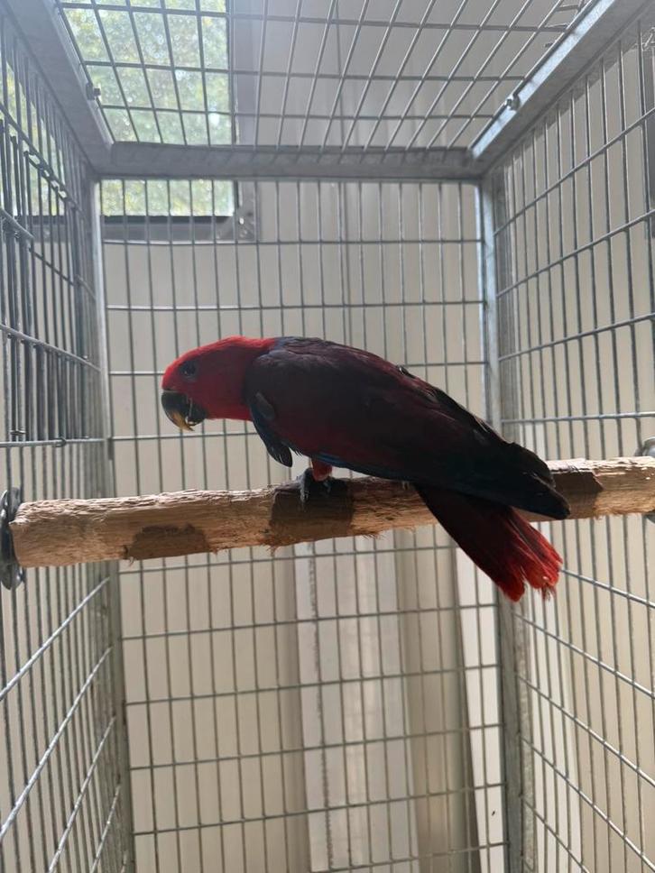 Edelpapegaai pop 24 weken niet tam, Dieren en Toebehoren, Vogels | Parkieten en Papegaaien, Papegaai, Vrouwelijk, Geringd