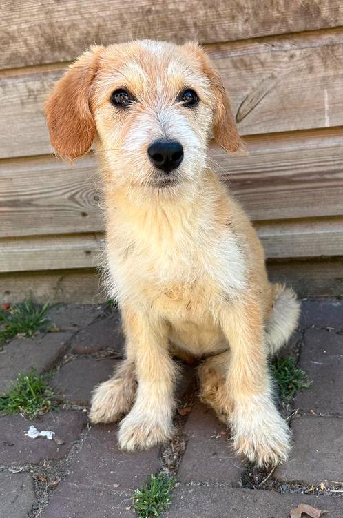 Klein medium pup teefje 4 maanden, Dieren en Toebehoren, Honden | Niet-rashonden, Klein, Teef, Particulier, Eén hond, Buitenland