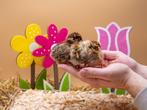 Barnevelder kriel baby kuikens hennetjes, gesekst en ingeënt, Dieren en Toebehoren, Pluimvee, Vrouwelijk, Kip
