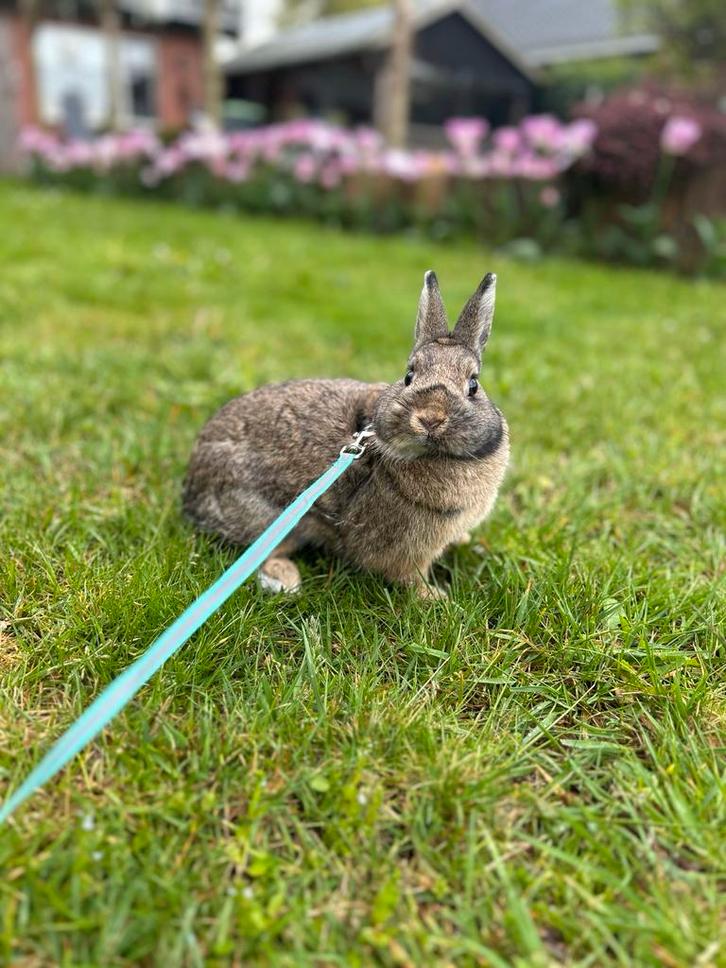 Lief vrouwtjes konijn, Dieren en Toebehoren, Konijnen, Dwerg, Vrouwelijk, 0 tot 2 jaar