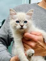 Ragdoll kitten te koop, Meerdere dieren, Ontwormd, 0 tot 2 jaar