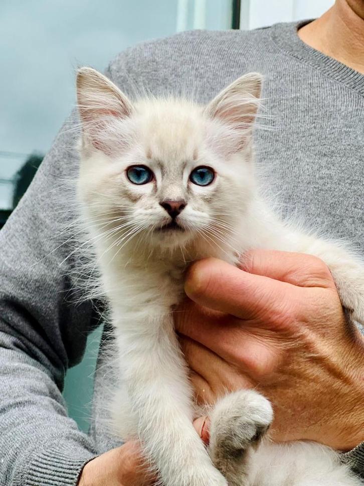 Ragdoll kitten te koop, Dieren en Toebehoren, Katten en Kittens | Raskatten | Langhaar, Meerdere dieren, 0 tot 2 jaar, Ontwormd