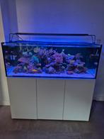 Complete levende haven zeeaquarium, Dieren en Toebehoren, Vissen | Aquariumvissen, Overige typen, Zoutwatervis