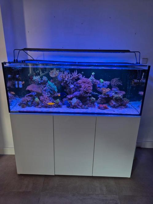 Complete levende haven zeeaquarium, Dieren en Toebehoren, Vissen | Aquariumvissen, Zoutwatervis, Overige typen