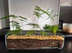 Asparagus varen (terrarium) in glas, Huis en Inrichting, Kamerplanten, Overige soorten, Minder dan 100 cm, Groene kamerplant, Halfschaduw