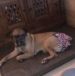 3 Incontinent en/of loopsheid broekjes grote hond, Ophalen of Verzenden, Nieuw