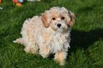 Maltipoo pups / kruising pups Poedel x Maltezer, Rabiës (hondsdolheid), Meerdere, 8 tot 15 weken, Meerdere dieren