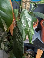 Epipremnum pinnatum variegata Albo stek, Ophalen of Verzenden, Halfschaduw, Minder dan 100 cm