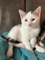 Hele lieve, sociale kitten, Dieren en Toebehoren, Katten en Kittens | Overige Katten, Poes