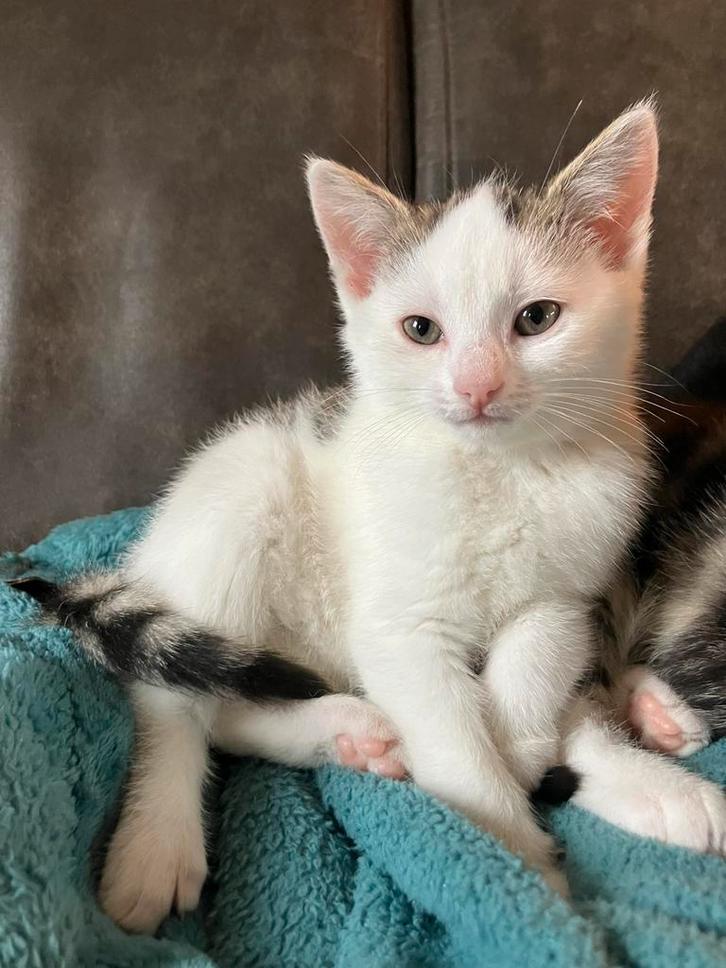 Hele lieve, sociale kitten, Dieren en Toebehoren, Katten en Kittens | Overige Katten, Poes