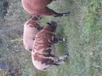 2 bonte ooien, Dieren en Toebehoren, Schapen, Geiten en Varkens, Vrouwelijk, Schaap