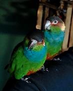 Koppel Blauwkeel parkieten, Meerdere dieren, Parkiet, Tam