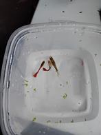 Mooie guppy's 1,00 per stuk, Dieren en Toebehoren, Vissen | Aquariumvissen, Vis, Schoolvis