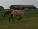 Quarterhorse merrie, Dieren en Toebehoren, Paarden, Merrie, Minder dan 160 cm, Gechipt, 7 tot 10 jaar