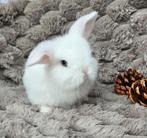 Lief wit Minilop hangoor konijntje♡, Dieren en Toebehoren, Konijnen, Mannelijk, Dwerg