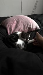 Lieve speelse kitten (8-10 weken oud) zoekt warm thuis, Dieren en Toebehoren, Katten en Kittens | Overige Katten, Poes, Kortharig