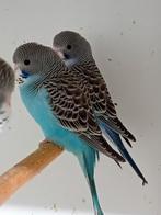 Jonge grasparkieten, Dieren en Toebehoren, Vogels | Parkieten en Papegaaien, Meerdere dieren, Parkiet, Geringd