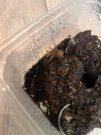 Hysterocrates gigas, Dieren en Toebehoren, Insecten en Spinnen, Spin of Schorpioen